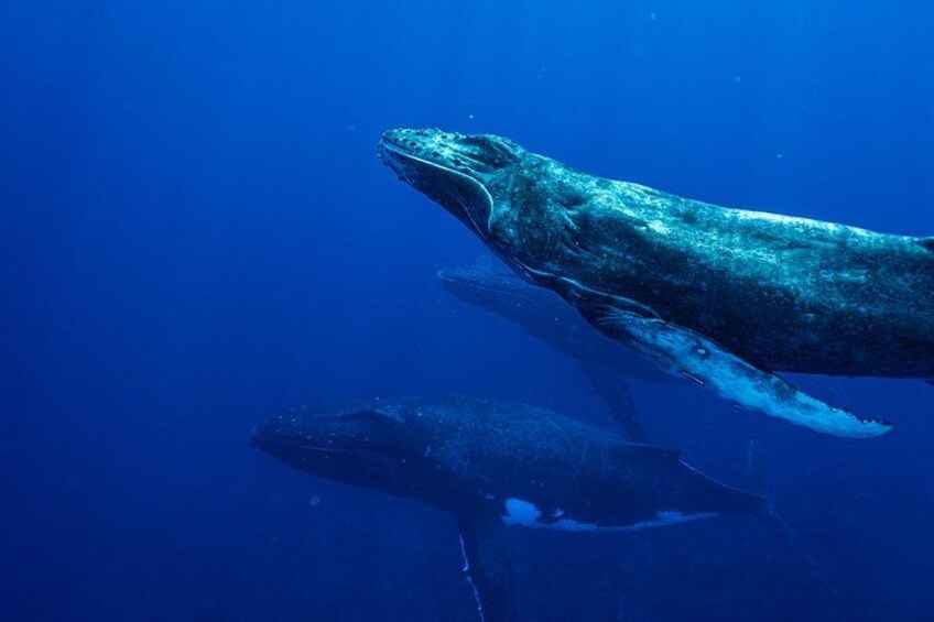 Une grande baleine nageant sous l’eau. 2