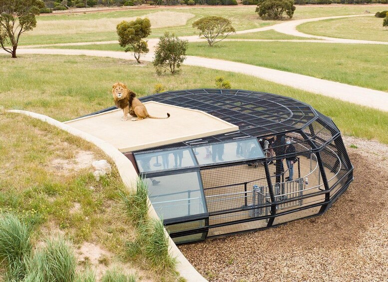 Picture 1 for Activity Lions 360 Experience and a Day at Monarto Safari Park 4