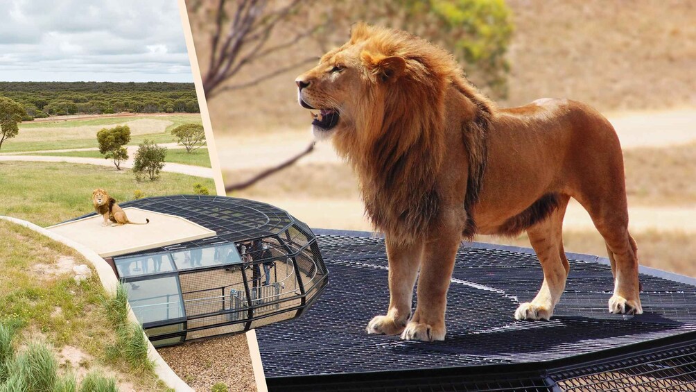 Lions 360 Experience and a Day at Monarto Safari Park 1