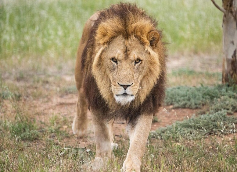 Picture 4 for Activity Lions 360 Experience and a Day at Monarto Safari Park 3