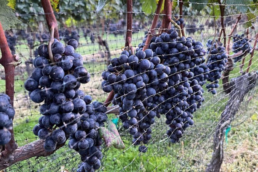 Clusters of dark purple grapes on vine branches in a vineyard. 5