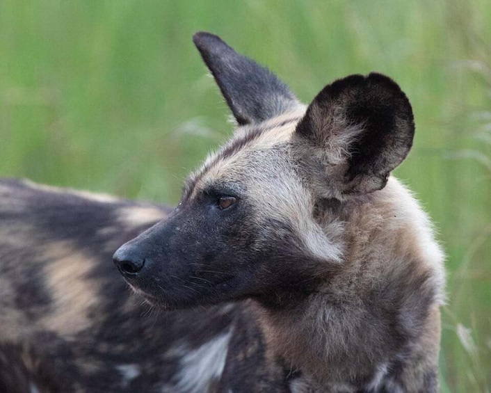 A wild dog with large ears and a spotted coat in a grassy field. 2