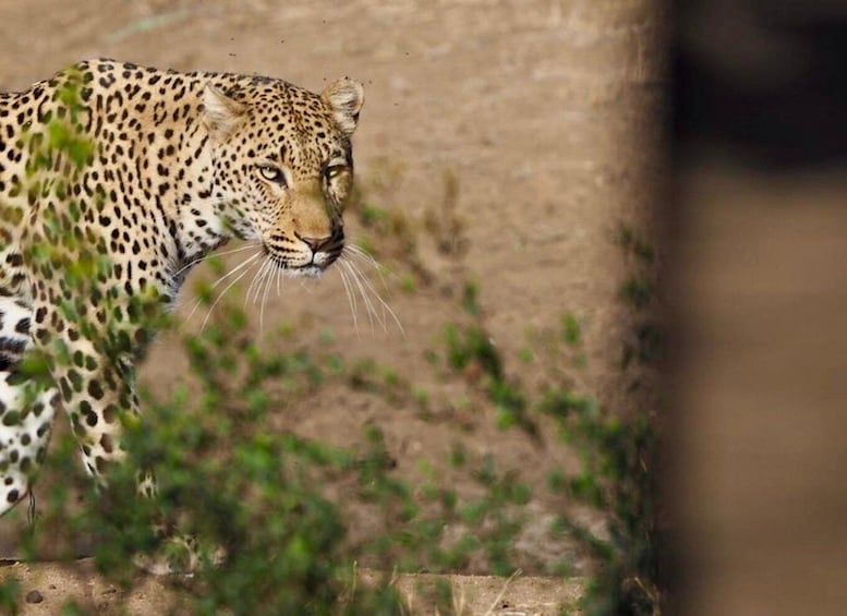 A leopard with a spotted coat, walking through a dry, grassy area. 1