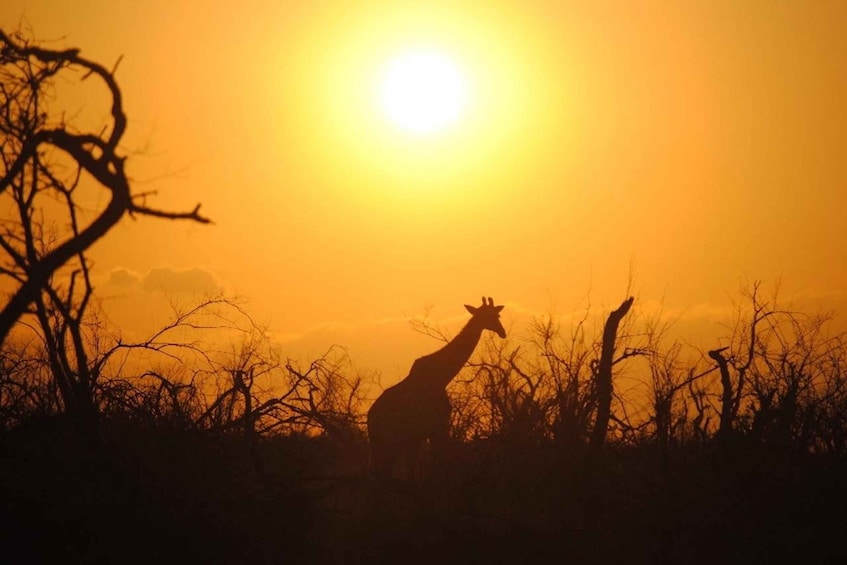 A giraffe silhouetted against a sunset with a bright sun in the background. 4