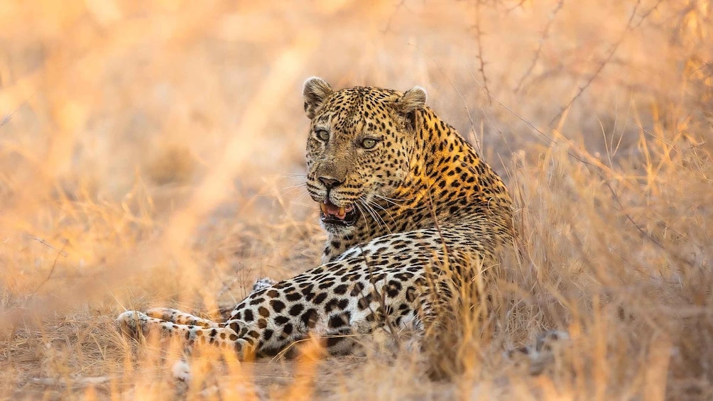 A leopard resting in tall, dry grass. 5