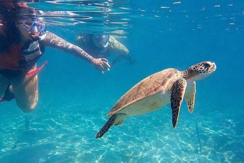 San Juan: Snorkeling with Turtles and Complimentary Videos 3