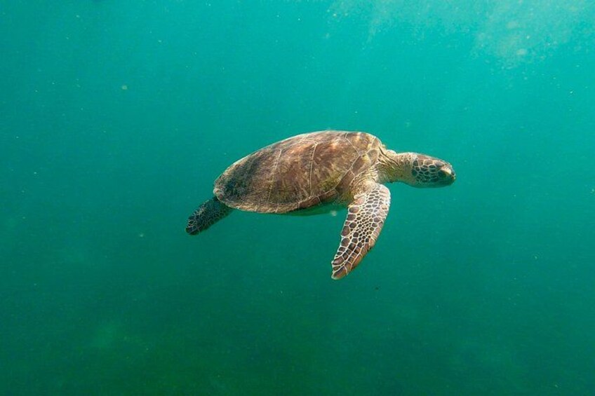 San Juan: Snorkeling with Turtles and Complimentary Videos 2