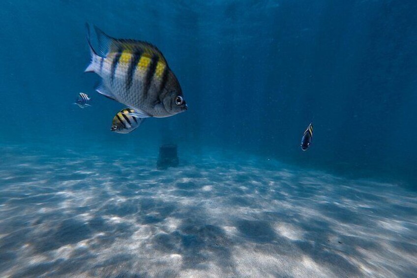 San Juan: Snorkeling with Turtles and Complimentary Videos 2