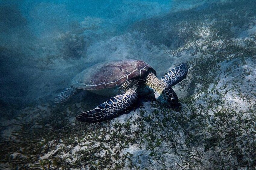 San Juan: Snorkeling with Turtles and Complimentary Videos 2