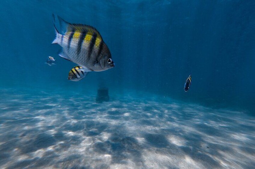 San Juan: Snorkeling with Turtles and Complimentary Videos 2