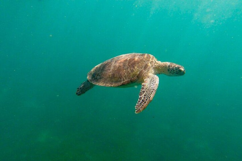 San Juan: Snorkeling with Turtles and Complimentary Videos 4