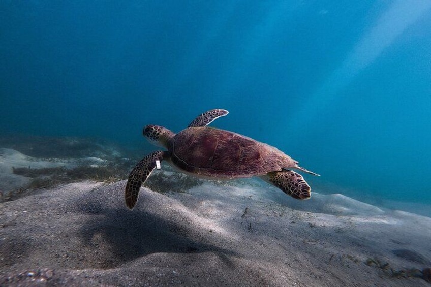 San Juan: Snorkeling with Turtles and Complimentary Videos 3