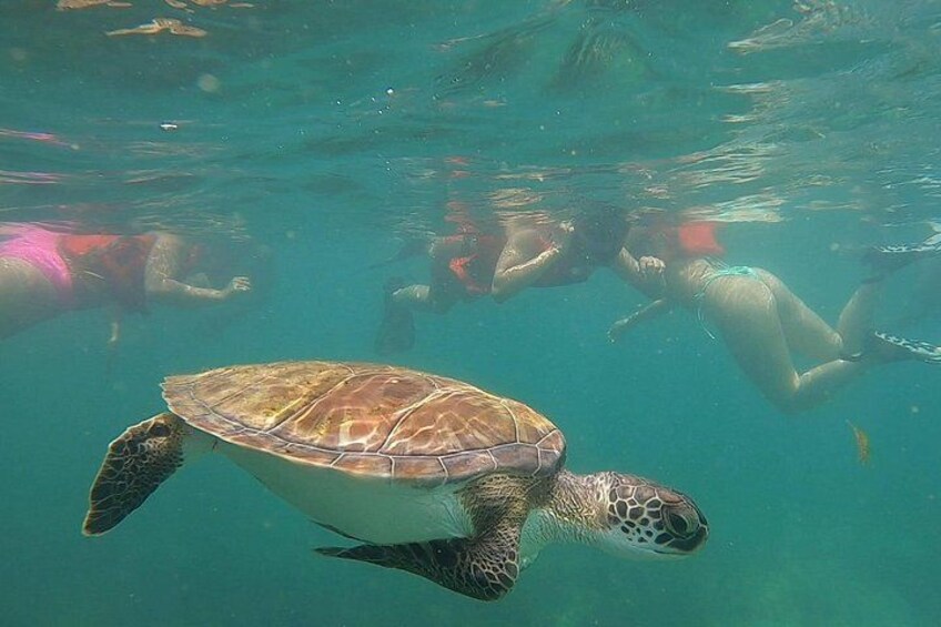 San Juan: Snorkeling with Turtles and Complimentary Videos 2