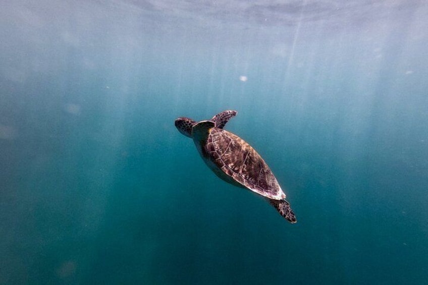 San Juan: Snorkeling with Turtles and Complimentary Videos 2
