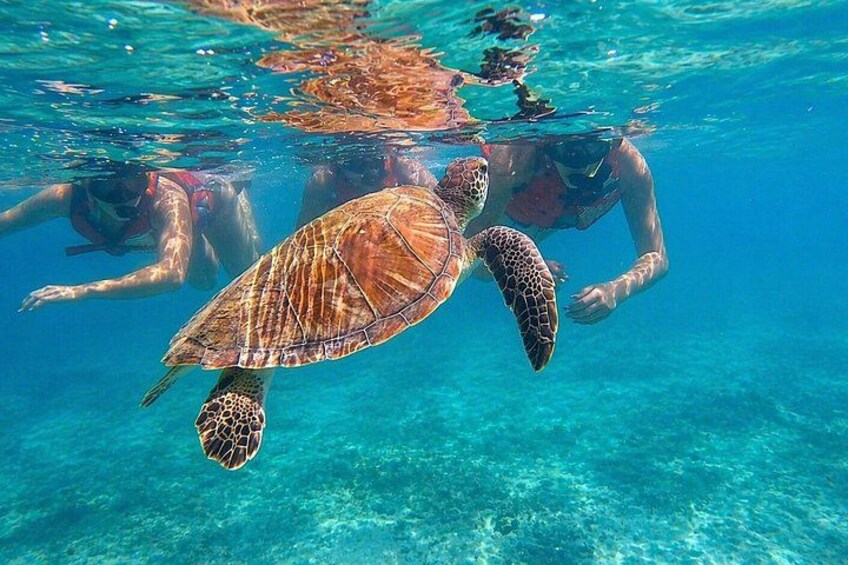 San Juan: Snorkeling with Turtles and Complimentary Videos 1