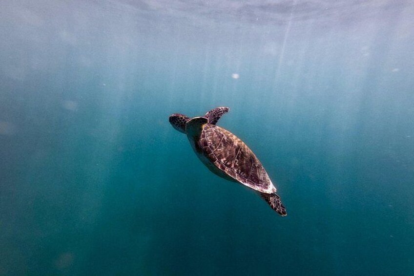 San Juan: Snorkeling with Turtles and Complimentary Videos 3