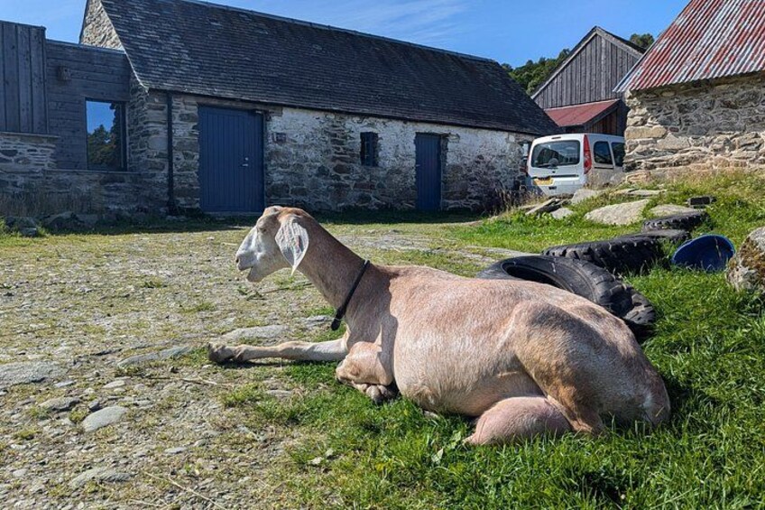Steamship Cruise, Sheepdog Demo, Foraging Walk, Trossachs Trail 3