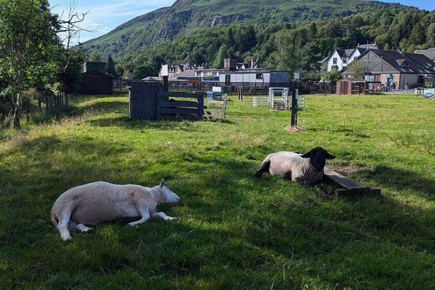 Steamship Cruise, Sheepdog Demo, Foraging Walk, Trossachs Trail 2