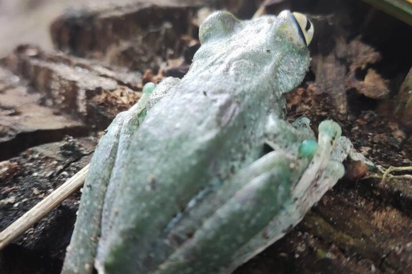 A green frog on a log. 1