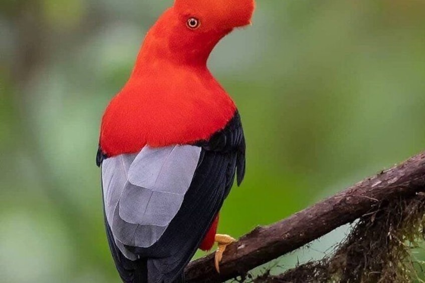 A bird with red and grey plumage perched on a branch. 2