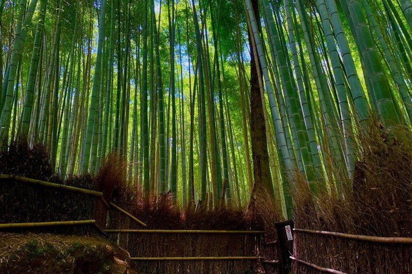 Arashiyama Bamboo Forest 5