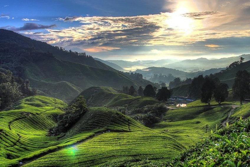 Private Cameron Highlands Day Trip from Ipoh City 1