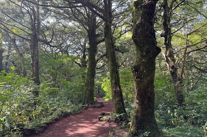 A forest path surrounded by tall trees and dense foliage. 5