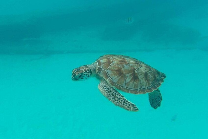 Barbados Glass Bottom Boat Cruise and Snorkeling 4