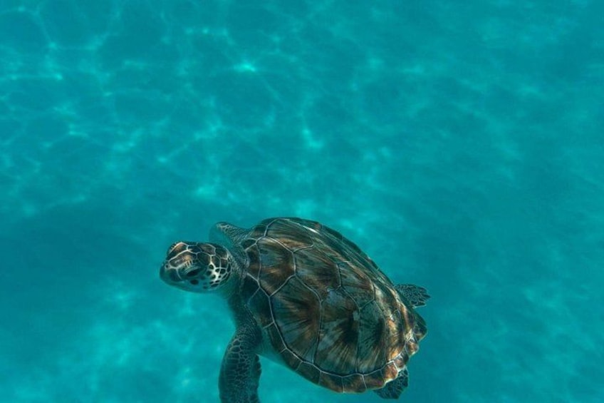 Barbados Glass Bottom Boat Cruise and Snorkeling 2