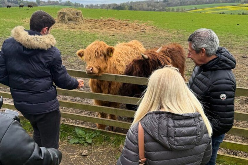A group of people interacting with Highland cattle near a wooden fence in a rural setting. 2