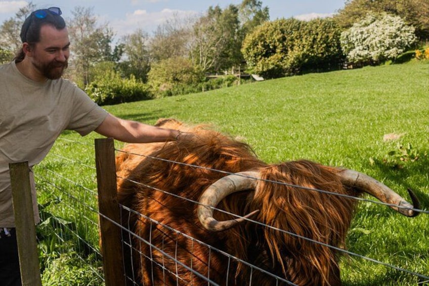 A person petting a long-haired yak with large curved horns in a grassy field. 3