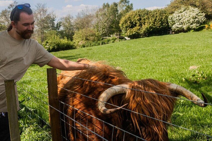 A person petting a long-haired cow with large curved horns in a grassy field. 4