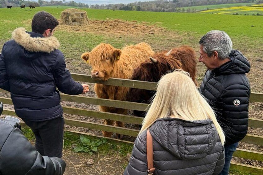People interacting with Highland cattle at a farm. 5