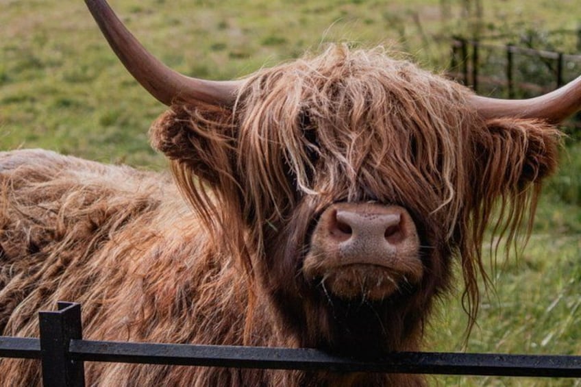 A yak with long hair and curved horns, standing behind a black fence. 1