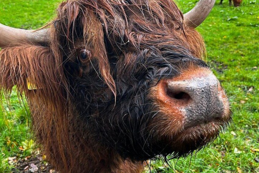 Primer plano del rostro de un yak, con pelaje húmedo y cuernos. 2