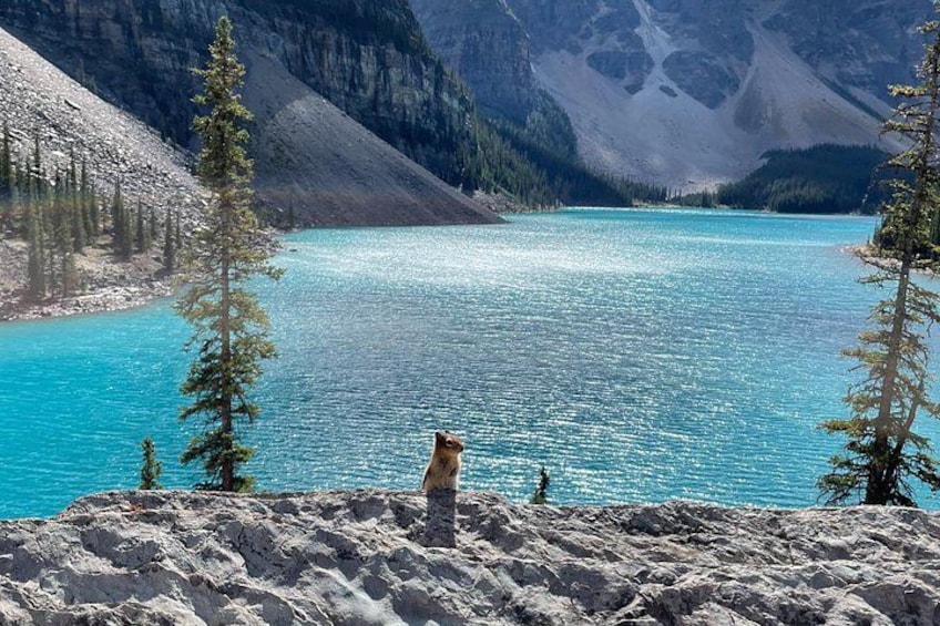 A bear standing on a snowy shore with a turquoise lake and mountains in the background. 3