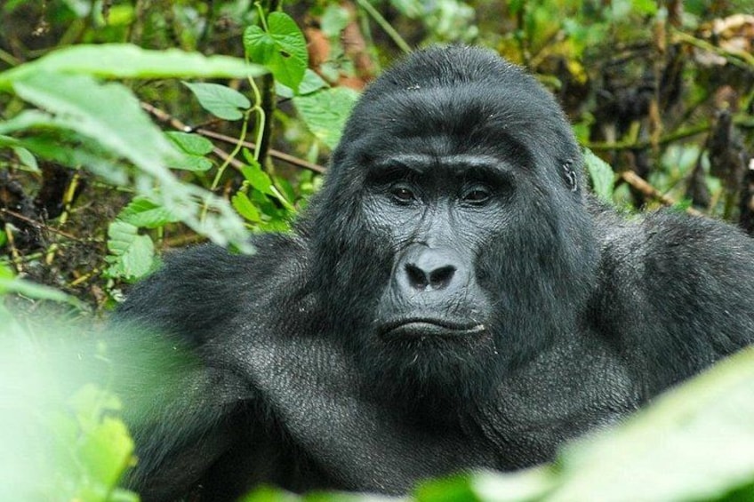 A gorilla in a dense forest with green foliage. 1