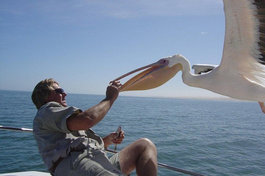 Guide feeding a Pelican in flight of the Catamaran 3