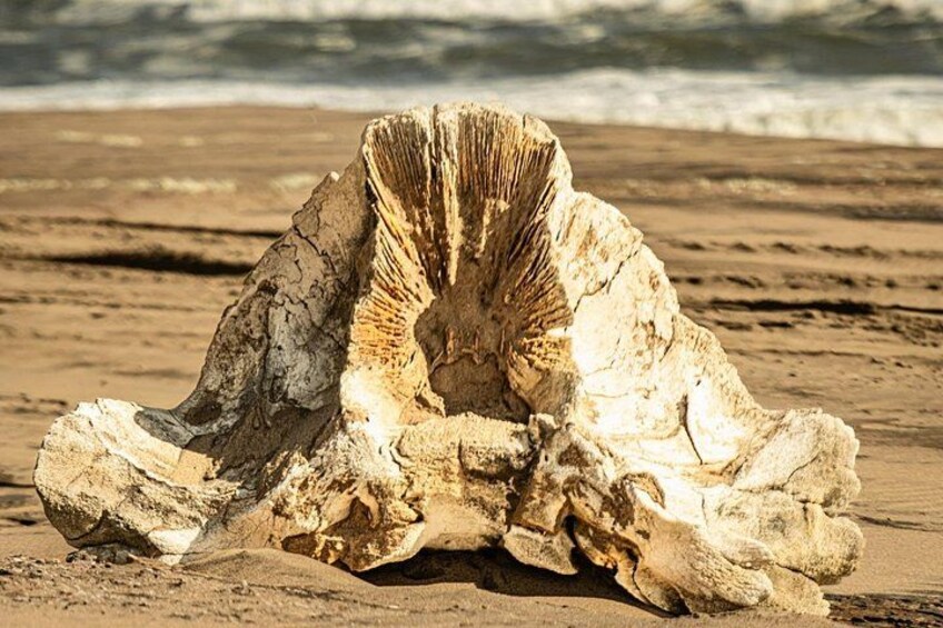 A huge Whale bone found along the shore 5