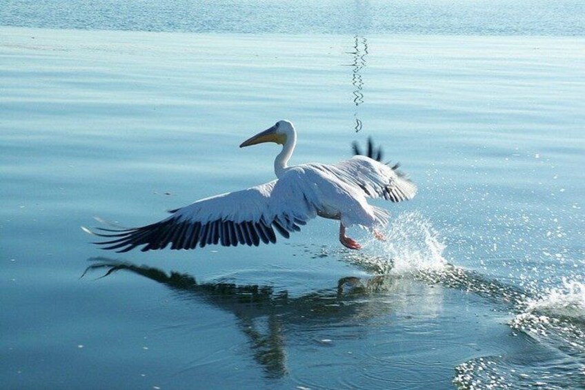 Een witte vogel, vermoedelijk een reiger, vliegt op vanuit het water en veroorzaakt hierbij opspattingen. 1