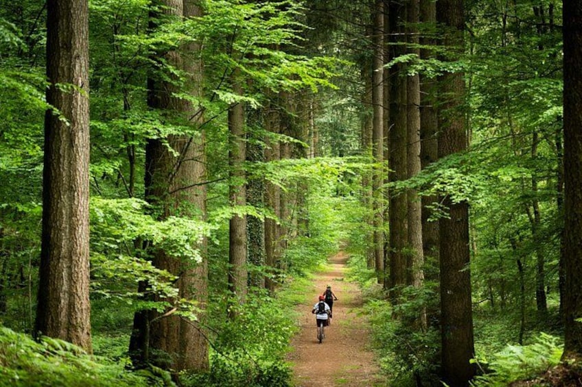 A forest trail with a person riding a bicycle. 2