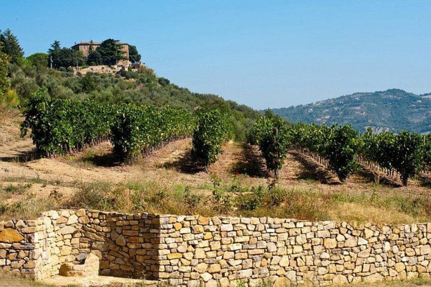 Winery Tour & Tasting near Lake Trasimeno & Perugia 3