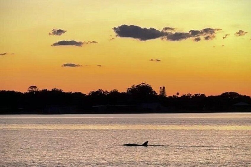 A sunset over a body of water with a silhouette of a whale in the distance. 2