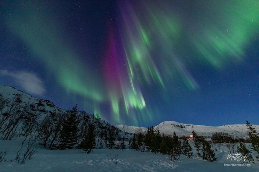 Norrsken över ett snötäckt landskap med träd och ett berg. 5