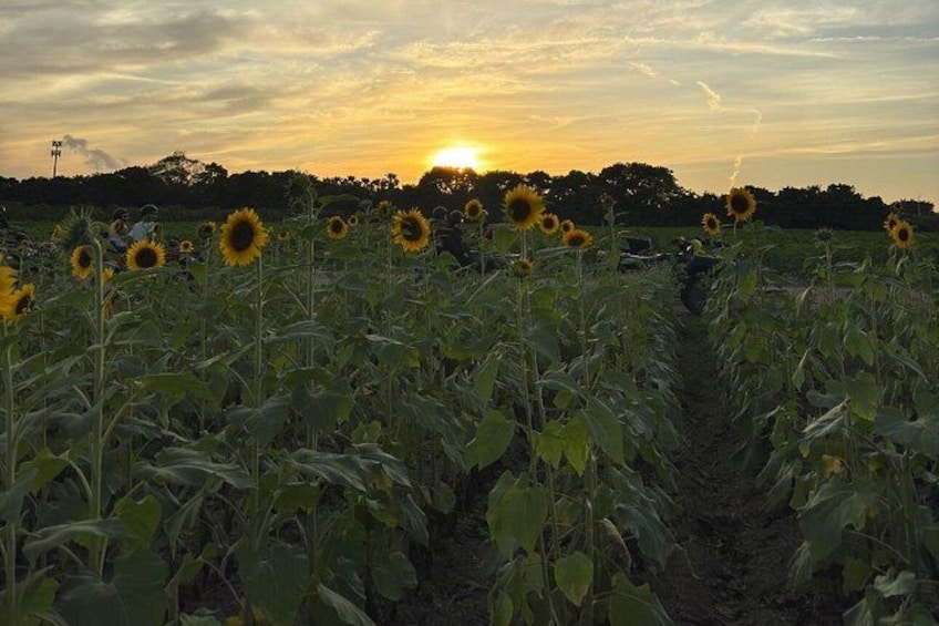 The Ultimate Miami ATV Escape: Sunset Glow & Sunflower Tours 5