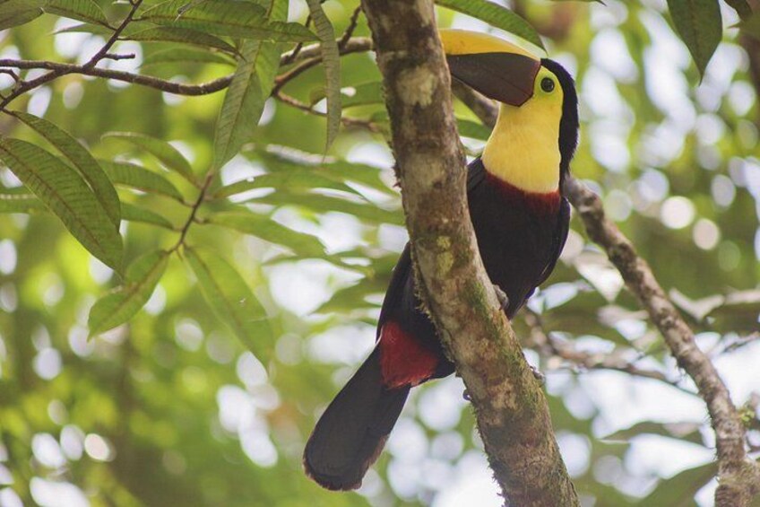 Coffee & Chocolate Tour+Sloths Park & Llanos de Cortez Waterfall 4