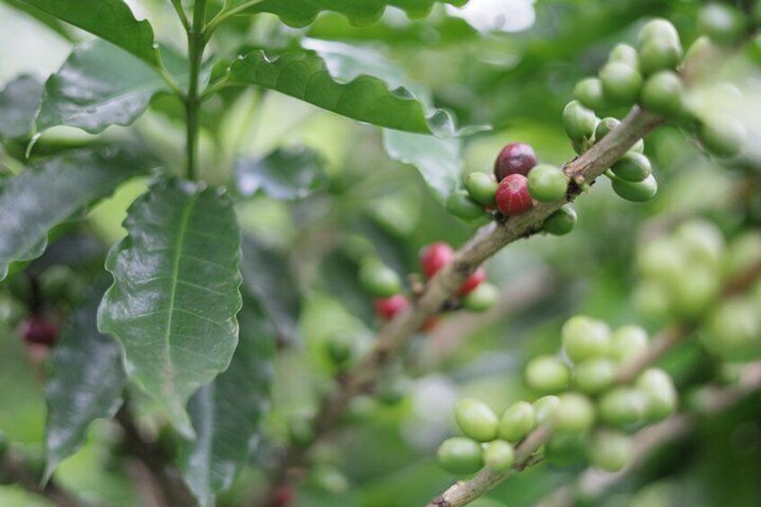 Coffee & Chocolate Tour+Sloths Park & Llanos de Cortez Waterfall 5