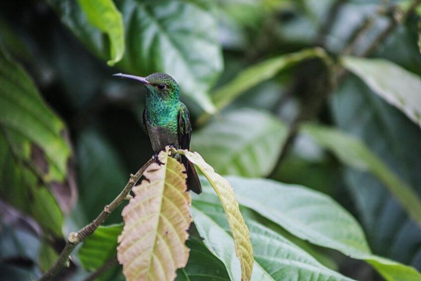 Coffee & Chocolate Tour+Sloths Park & Llanos de Cortez Waterfall 4