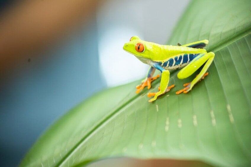 A bright yellow frog with blue stripes on a green leaf. 3