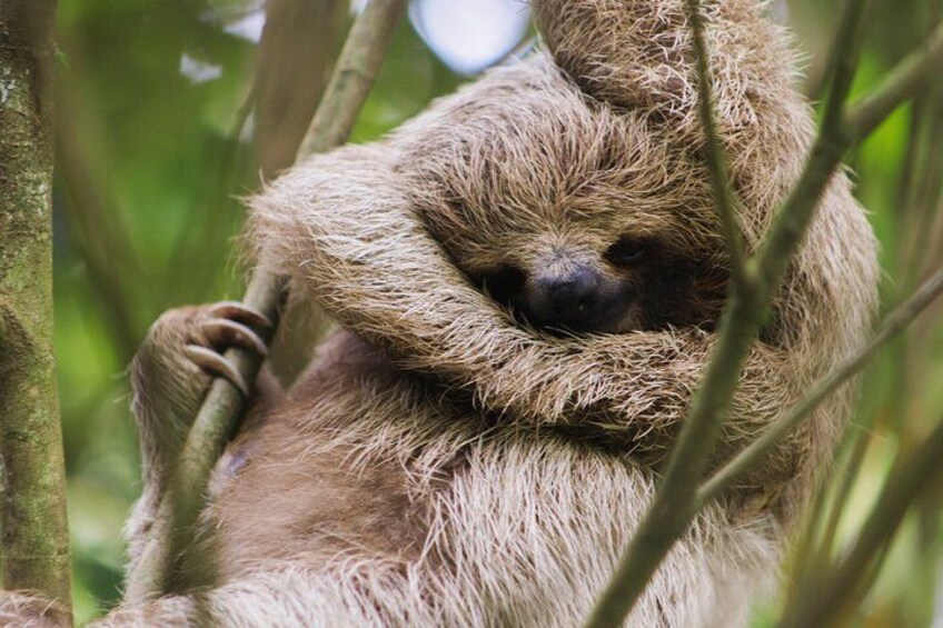A sloth clinging to tree branches in a forest. 4